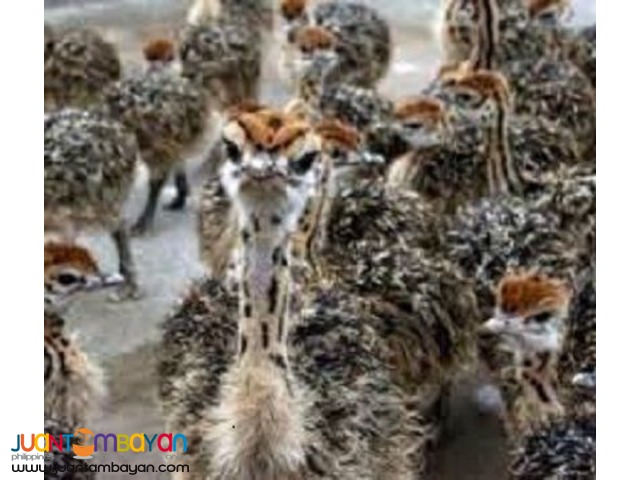 Healthy Ostrich Chicks,Emu Chicks,And Rhea Chicks  for sale