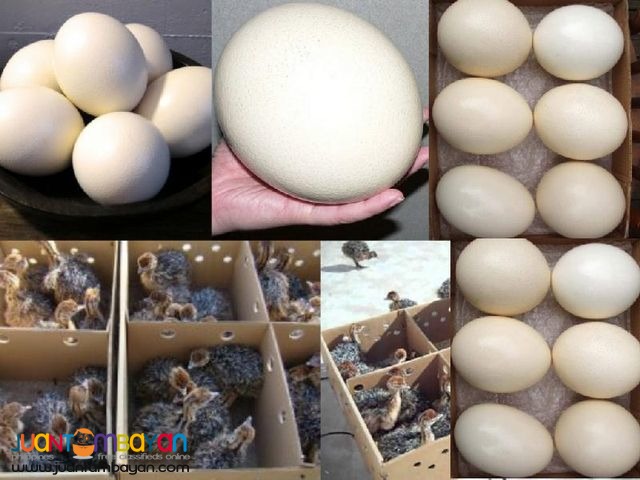 Healthy Ostrich Chicks,Emu Chicks,And Rhea Chicks  for sale