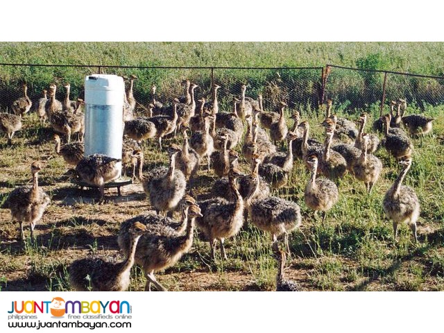 Healthy Ostrich Chicks,Emu Chicks,And Rhea Chicks  for sale
