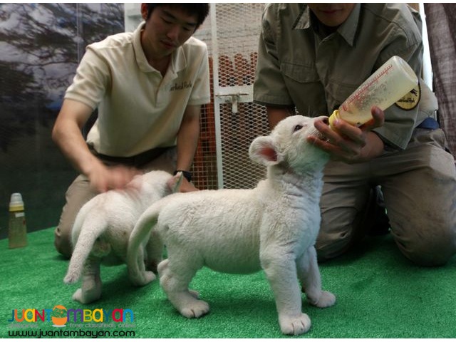 Cheetah Cubs, Lion Cubs And Tiger Cubs and Savannah Cats