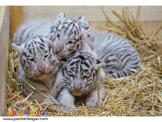 Cheetah Cubs, Lion Cubs And Tiger Cubs and Savannah Cats