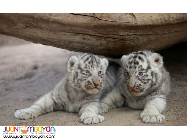 Cheetah Cubs, Lion Cubs And Tiger Cubs and Savannah Cats