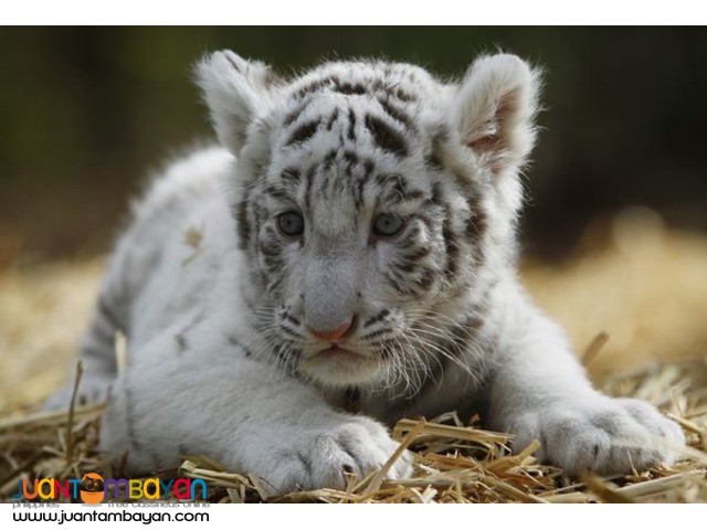Cheetah Cubs, Lion Cubs And Tiger Cubs and Savannah Cats