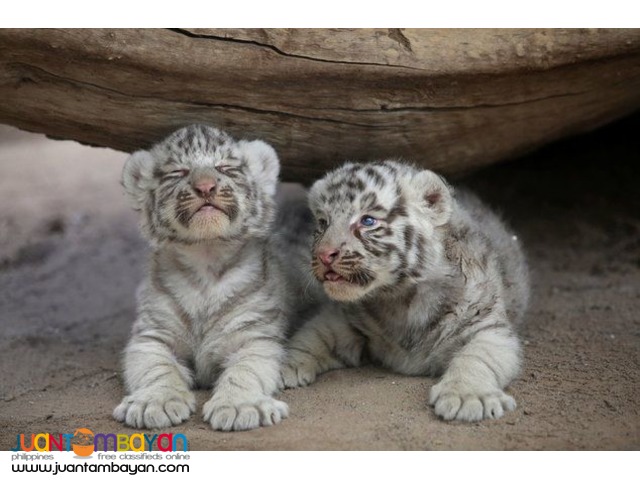 Cheetah Cubs, Lion Cubs And Tiger Cubs and Savannah Cats