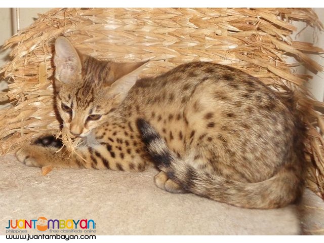 Cheetah Cubs, Lion Cubs And Tiger Cubs and Savannah Cats