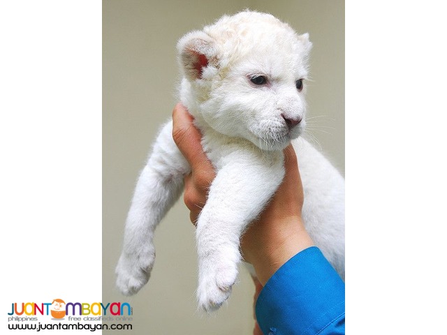 Cheetah Cubs, Lion Cubs And Tiger Cubs and Savannah Cats