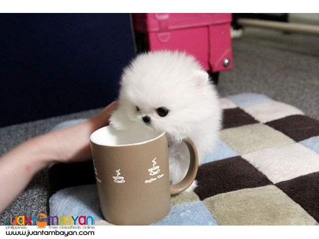 Droll Pomeranian Teacup