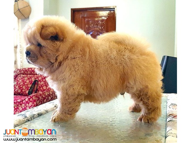 99+ Chow Chow Puppy For Sale Philippines l2sanpiero