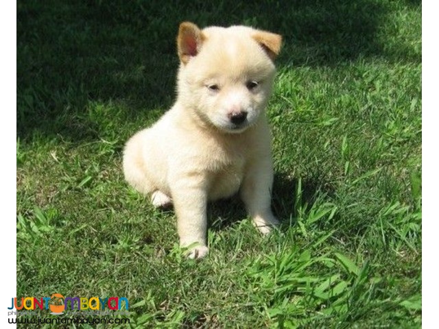Cute Shiba Inu Puppies Available
