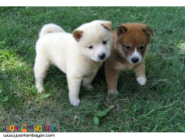 Cute Shiba Inu Puppies Available San Juan Drakehenrietta