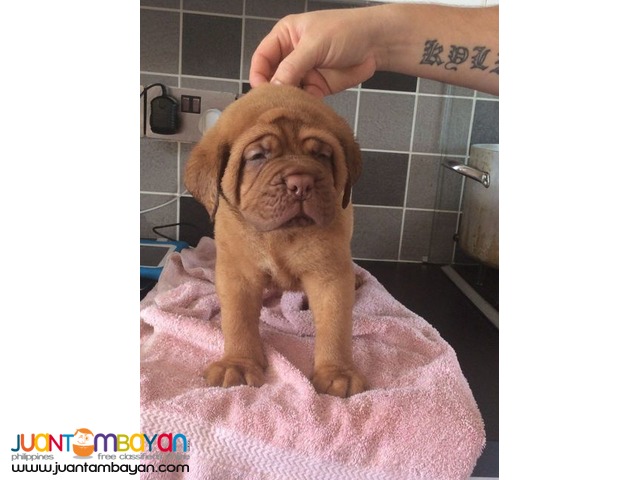 bordeaux puppy for sale