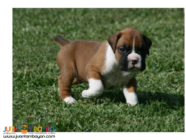 Boxer puppies available