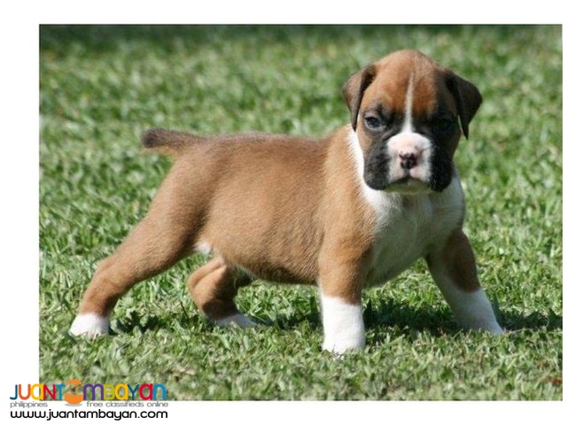 Boxer puppies available