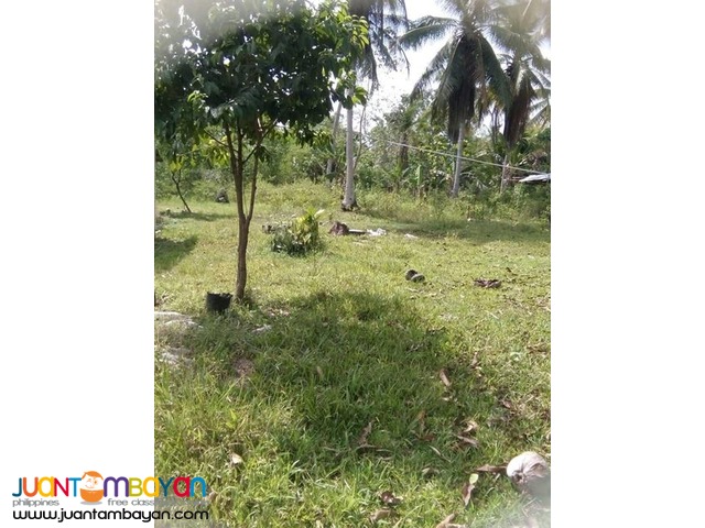 3,000 sqm house and lot with piggery in Trinidad bohol