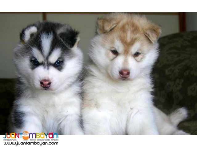 husky buy online
