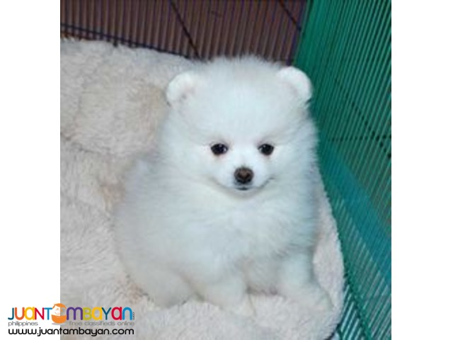 Exclusive pure white Pomeranian puppies for sale