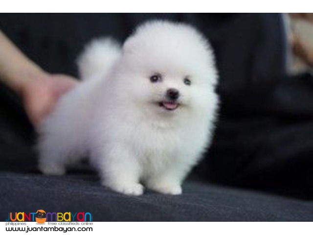 Super Small Pure White Pomeranian Puppies
