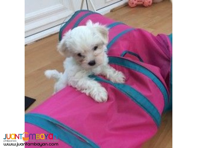 Teacup Maltese Puppies Ready For Sale