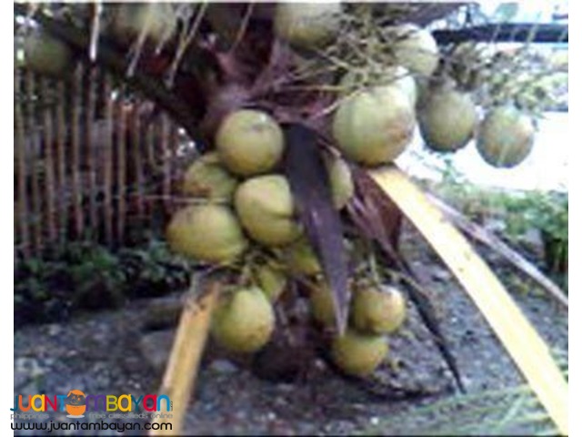Dwarf Coconut Seedlings