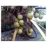 Dwarf Coconut Seedlings