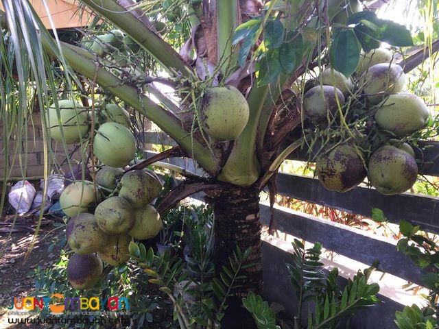 Dwarf Coconut Seedlings