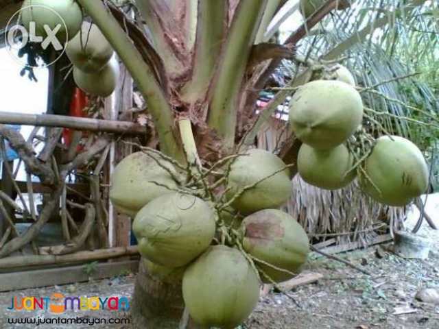 Dwarf Coconut Seedlings