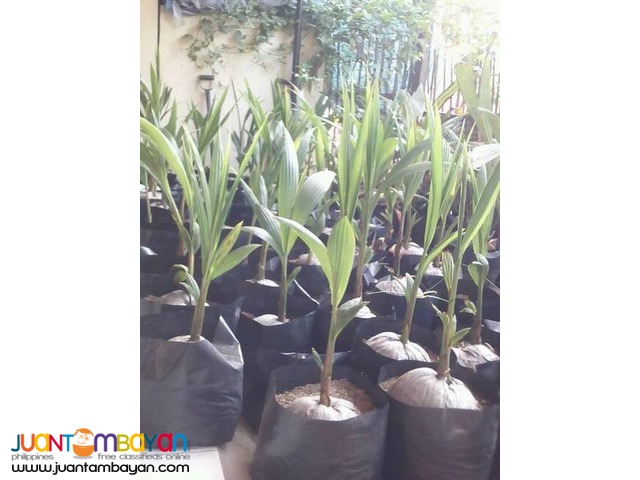 Dwarf Coconut Seedlings