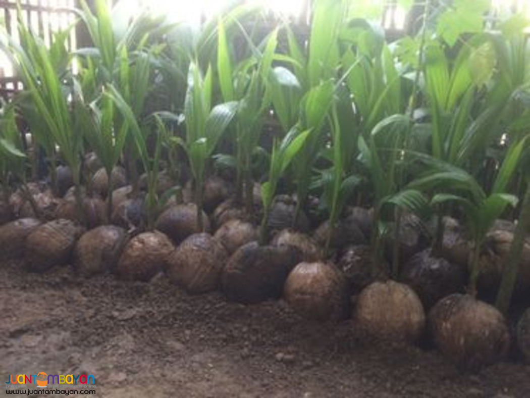 Dwarf Coconut Seedlings