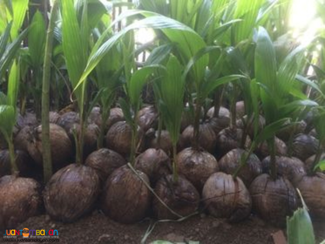 Dwarf Coconut Seedlings