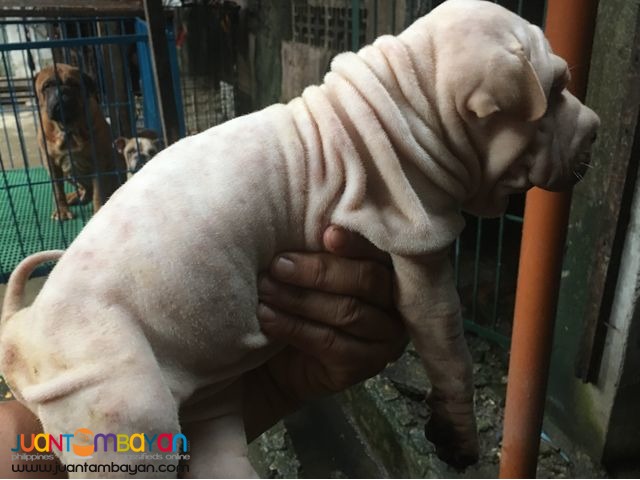 Quality Sharpei puppies For grabs