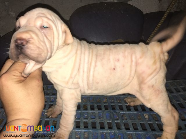 Quality Sharpei puppies For grabs