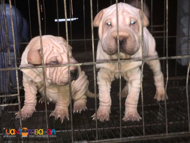 Quality Sharpei puppies For grabs