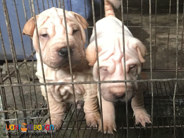 Quality Sharpei puppies For grabs