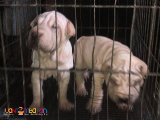 Quality Sharpei puppies For grabs