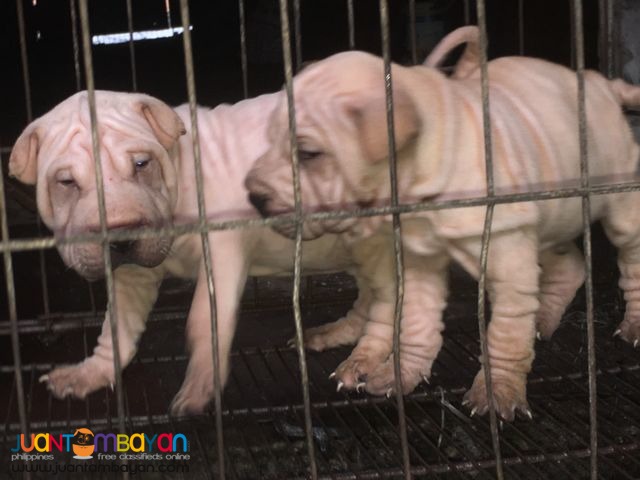 Quality Sharpei puppies For grabs