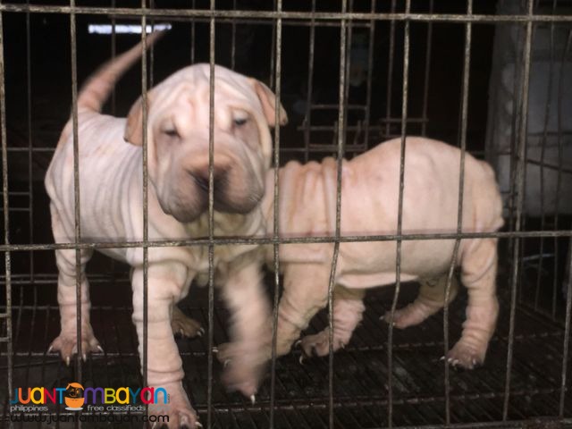 Quality Sharpei puppies For grabs