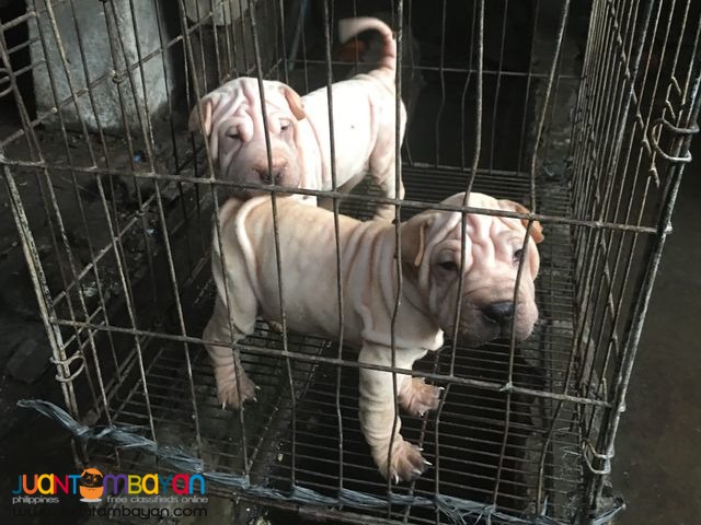 Quality Sharpei puppies For grabs