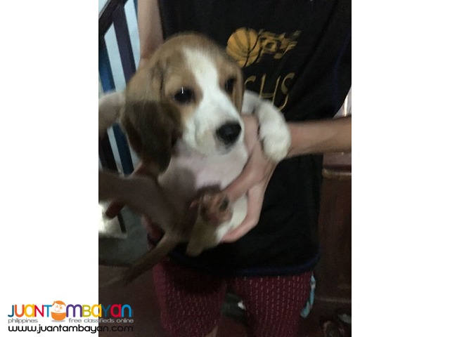 QUALITY BEAGLE PUPPIES BEST GIFT FOR YOUR KIDS 