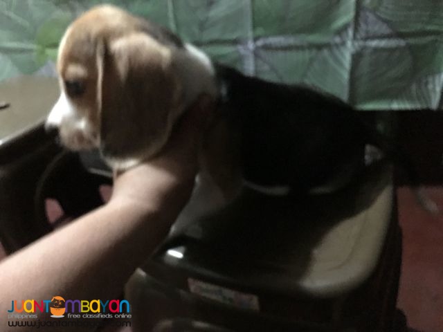 QUALITY BEAGLE PUPPIES BEST GIFT FOR YOUR KIDS 