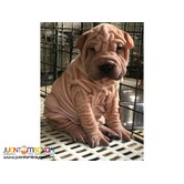 dog puppy sale near me