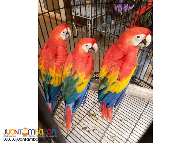 Buy Hyacinth Macaw Scarlet Macaw 