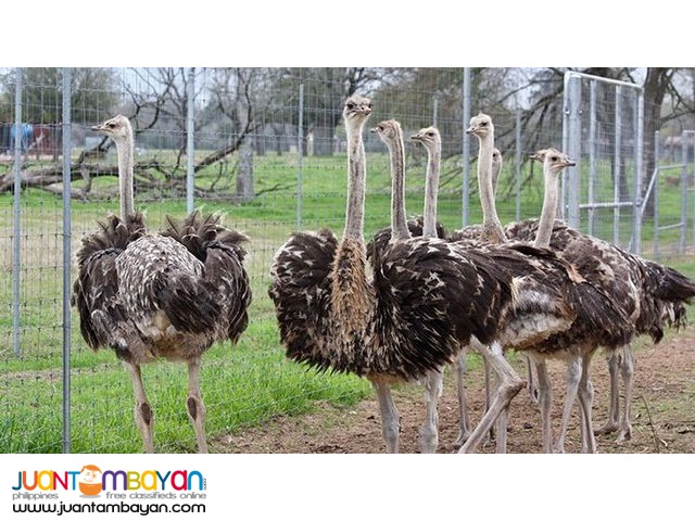Available Ostrich Chicks For Sale