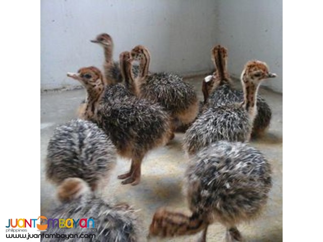 Available Ostrich Chicks For Sale