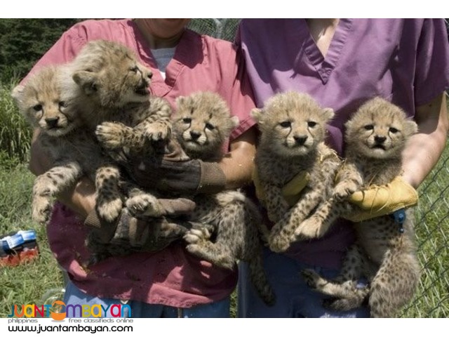 Buy Cheetah Cubs,Lion Cubs and Tiger Cubs