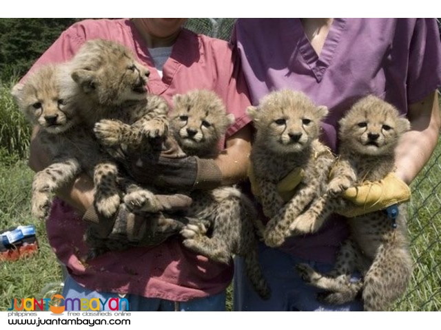 Buy Cheetah Cubs,Lion Cubs and Tiger Cubs 