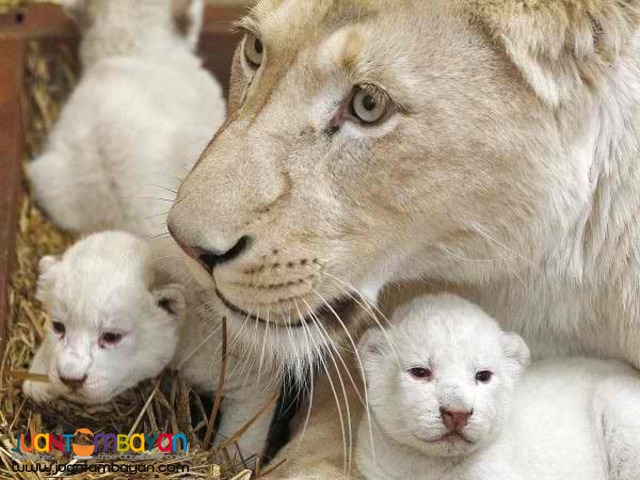 Buy Cheetah Cubs,Lion Cubs and Tiger Cubs 