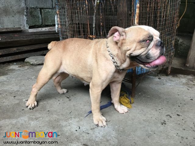 Female English Bulldog Near Heat