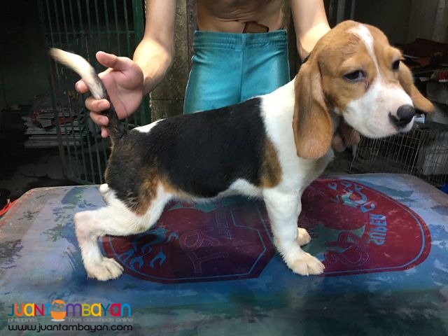  Quality Beagle Puppies Champ Lineage 