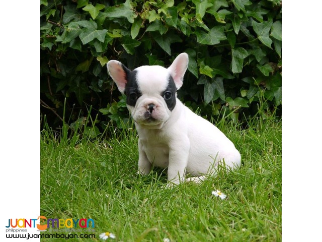 ACK 3 months old French Bulldog Puppy