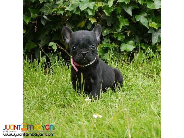 ACK 3 months old French Bulldog Puppy